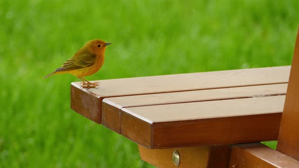 A yellow warbler bird hopping on a wooden bench of a picnic table to pay a visit to ornithologist du