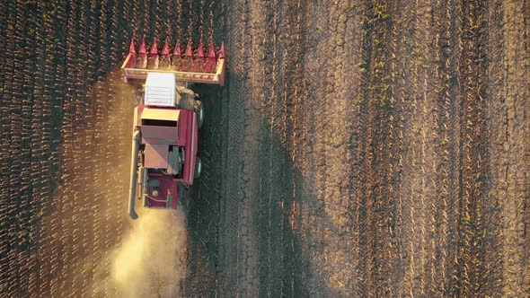Aerial View Combine Harvesting on Sunflower Field. Mechanized Harvesting Sunflower. Large Field of