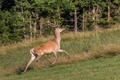 Carpathian deer in natural habitat - PhotoDune Item for Sale