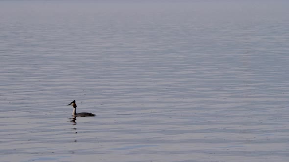 Swimming Great Crested Grebe - Podiceps cristatus. Wildlife scene