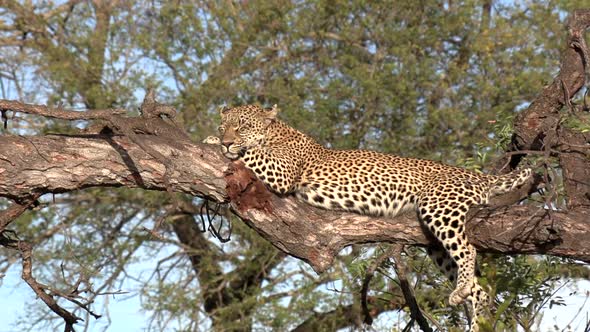 A leopard sleeping peacefully on a tree branch with it's legs hanging down over the branch, on a sun