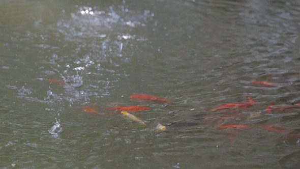 Golden Fishes In Turbidness Water