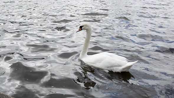 White Swan