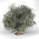Crack Willow Tree High Poly - Native Nature 1 - 3DOcean Item for Sale