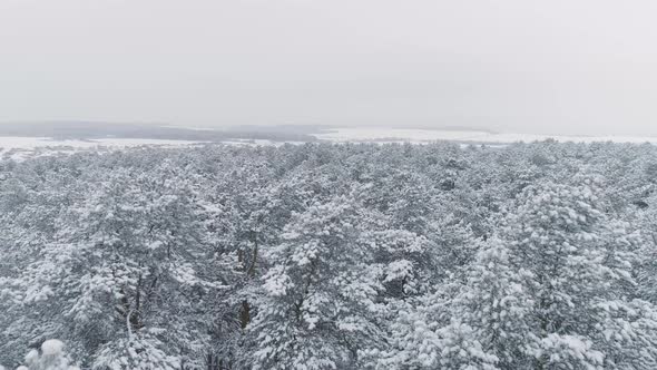 The camera flies over the winter snowy forest and descends into the depths of the forest 04