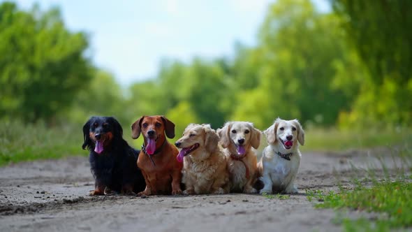 Group of dogs outdoors. Pet dogs of different colors are sitting on the road. Five dogs with long to