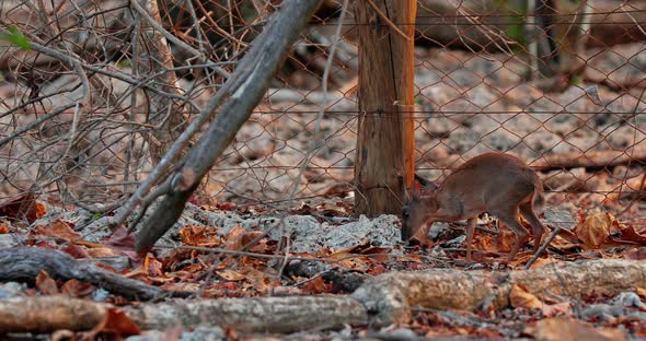 A Small Kanchil Deer Walks on the Ground in the Wild