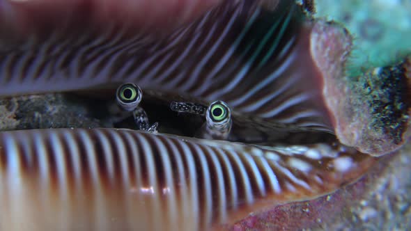 super close up of snail lambis shell showing it's eyes