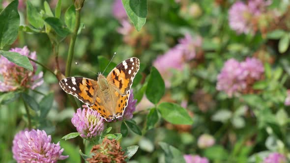 Butterfly Burdock On A Clover Flower