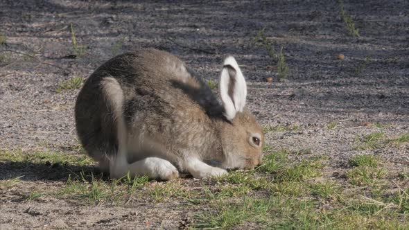 Mountain Hare Eating Grass Swedish Wildlife