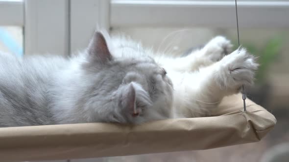 Cute Persian Cat Playing On Cat Tower