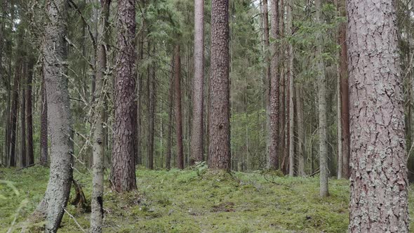 A Natural Old Growth Boreal Forest