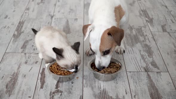 Cute Kitten and Puppy Eating Food From Bowl Together