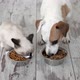 Cute Kitten and Puppy Eating Food From Bowl Together - VideoHive Item for Sale