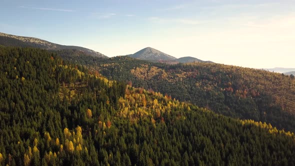 Aerial view of autumn mountain landscape with evergreen pine trees and yellow fall forest with