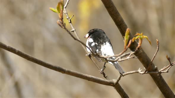 A Rose-Breasted Grosbeak sits on a branch on a forest in the spring.