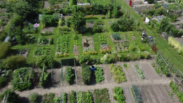 Kitchen garden, vegetable garden Aerial