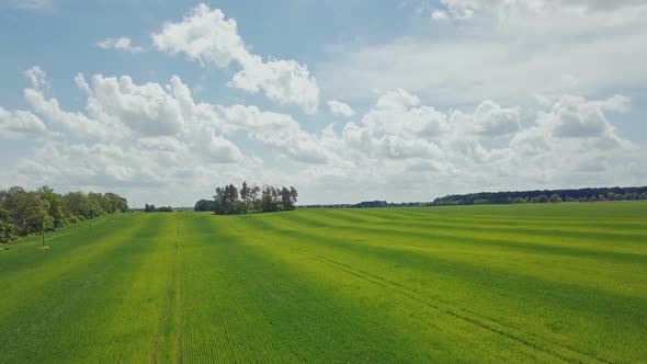 Green Wheat Field Landscape