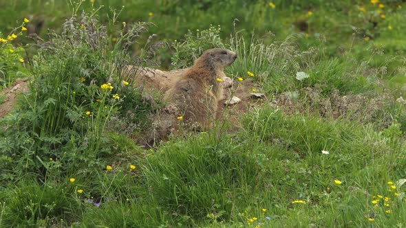 Alpine marmot also called murmeltier in the Alps of Austria lies relaxed in the grass.