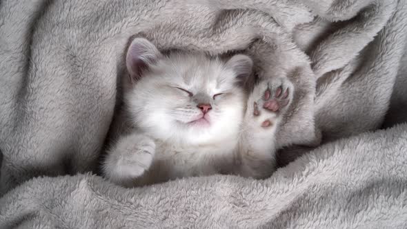 Cute Fluffy White Kitten Sleeping Covered with a Gray Soft Blanket Caring for Animals and Love