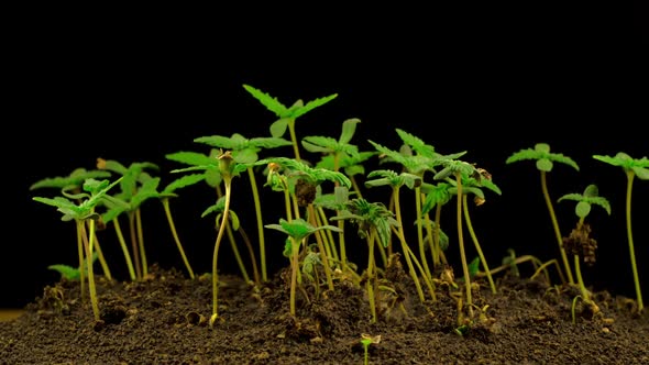 Marijuana Plant Growing