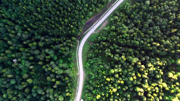 A beautiful road laid through a dense coniferous forest