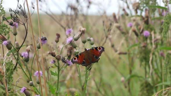 Butterfly Against The Background Of The Nature.