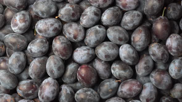 Texture background of fresh blue plums rotate, close up