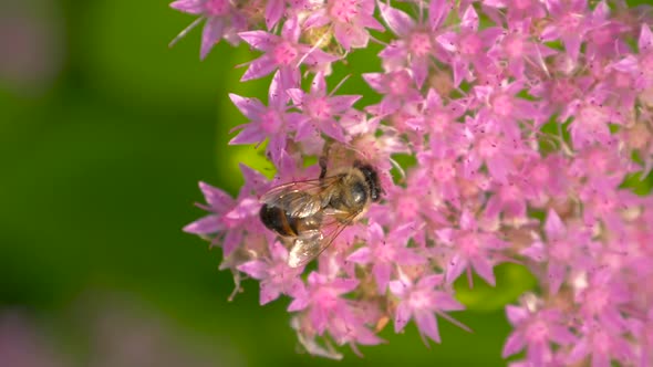 Macro of Bee Gathering Pollen