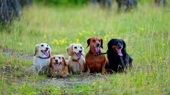 Portrait of group of dogs. Pet animals sitting on green grass and breath showing long tongues in hot