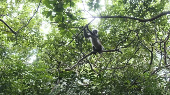 Red Colobus Monkey Sitting on Branch in Jozani Tropical Forest Zanzibar Africa