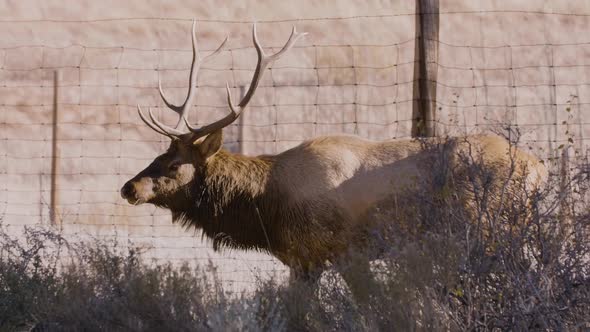 A herd of wild elks in the Rocky Mountain National Park