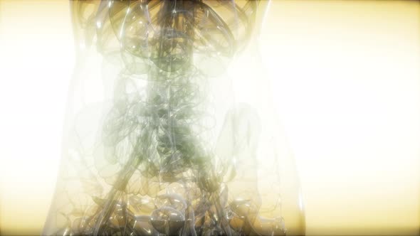 X-Ray Image Of Human Body alt