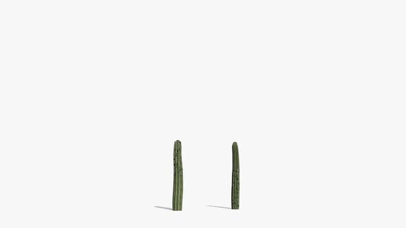 Growing Cactus