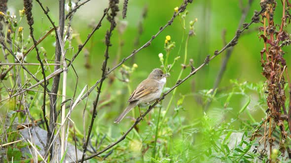 Common Whitethroat