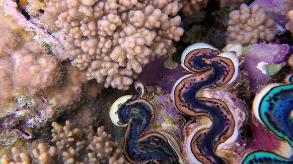 Underwater Colorful Hard Coral Maxima Clam