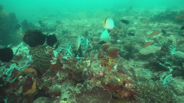 Coral Reef Tropical Fish