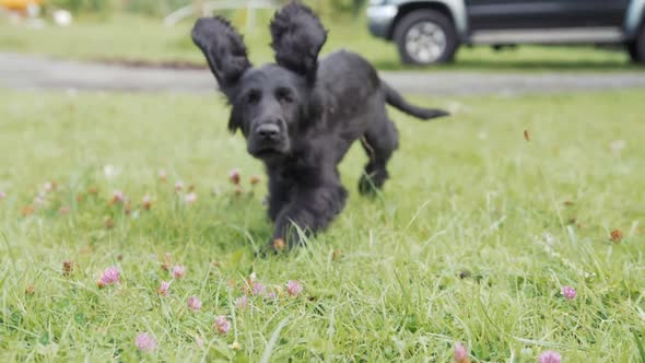 Lovable puppy runs towards camera
