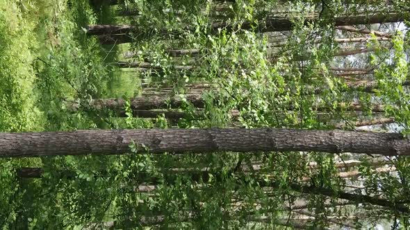 Vertical Video Aerial View Inside a Green Forest with Trees in Summer