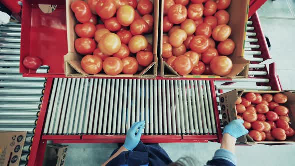 Woman Moves Boxes with Ripe Tomatoes on a Line. Agriculture, Farming, Food Production Concept.