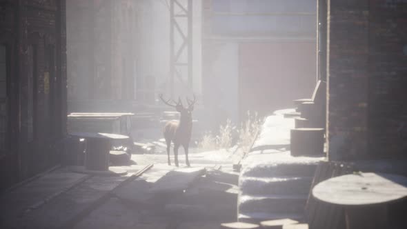 Wild Deer Rooming Around the Streets in Abandoned City