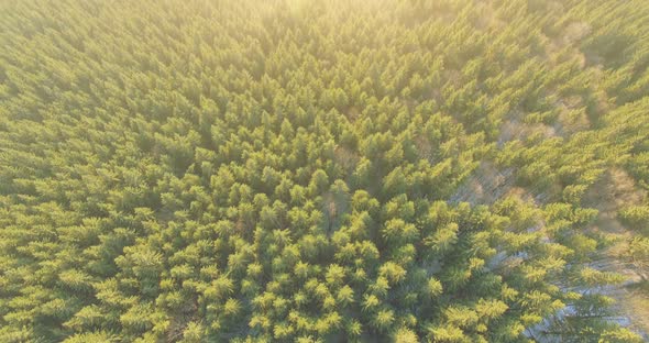 Pine Tree Forest