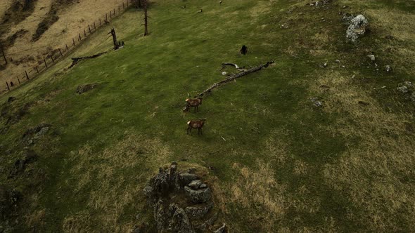 Unusual Antlers in a Mountain Deer