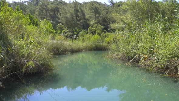 Reeds on Edge of River in Forest in Africa