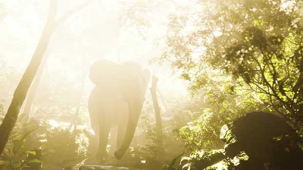 Wild Bull Elephant in the Jungle with Deep Fog