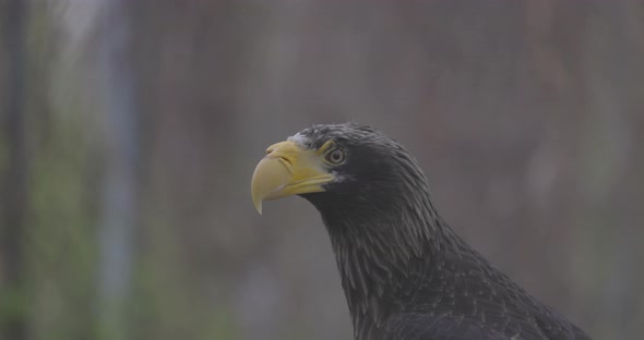 Steller's Sea Eagle Haliaeetus Pelagicus