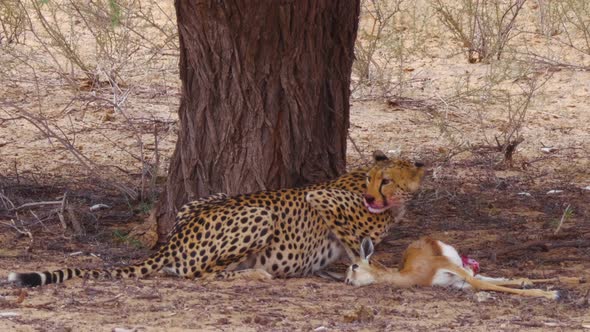 Southeast African Cheetah watches its surroundings while feeding on a carcass.