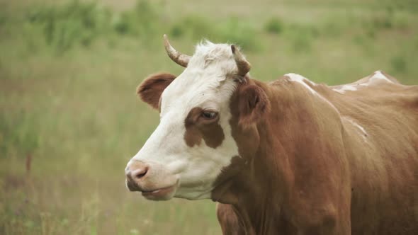 Brown Cow Chewing on Pasture Close Up