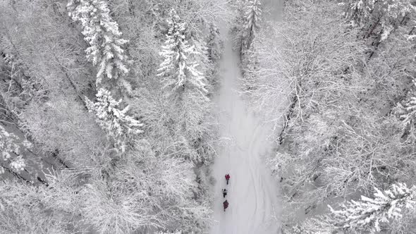 Drone Video of People Walking Through a Snowy Forest