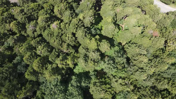 Forest Drone Shot